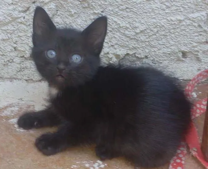 Gato ra a Filhotes de mae siamesa e pai preto (nao sei a raça) idade Abaixo de 2 meses nome Sem nome