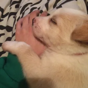 Cachorro raça Cruza de vira lata com outro que não sabemos.  idade 2 a 6 meses nome Jasmim