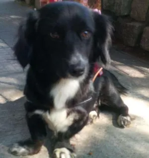 Cachorro raça SDR idade 1 ano nome Docinho