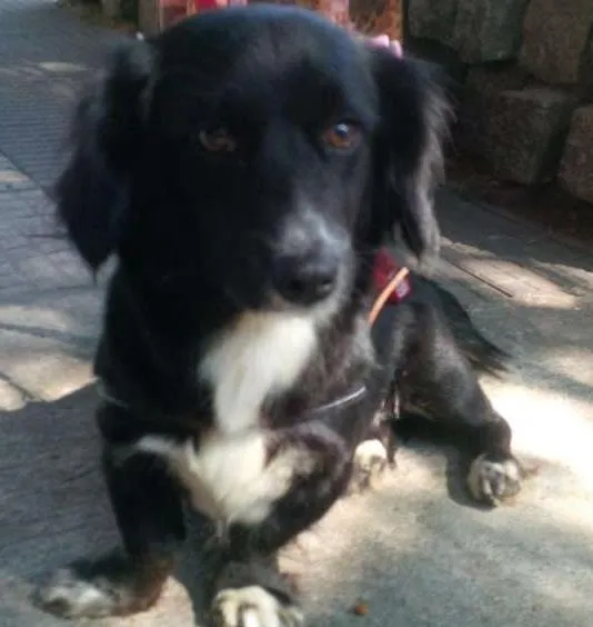 Cachorro ra a SDR idade 1 ano nome Docinho