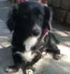 Cachorro raça SDR idade 1 ano nome Docinho