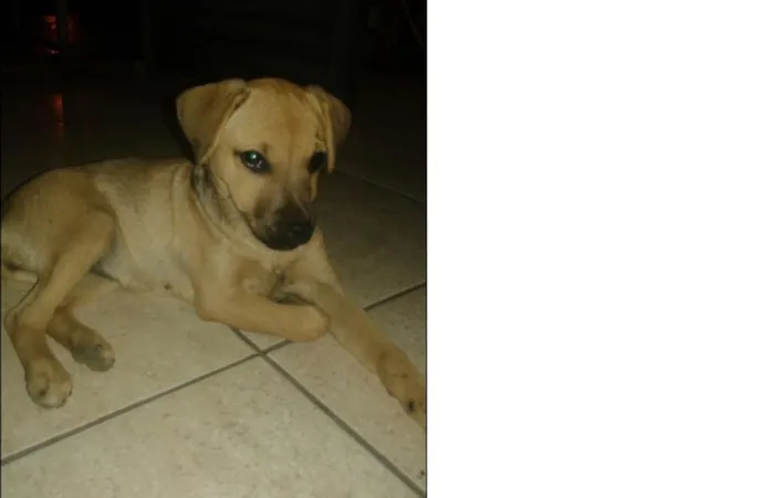 Cachorro raça vira lata idade 2 a 6 meses nome july