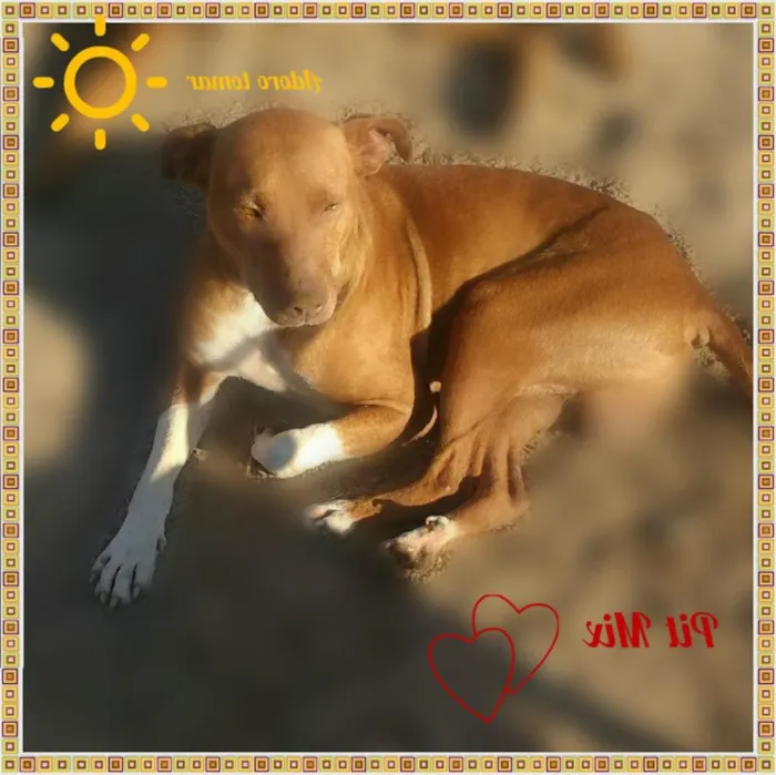 Cachorro ra a Mestiço PitBull idade 2 anos nome Pit Mix
