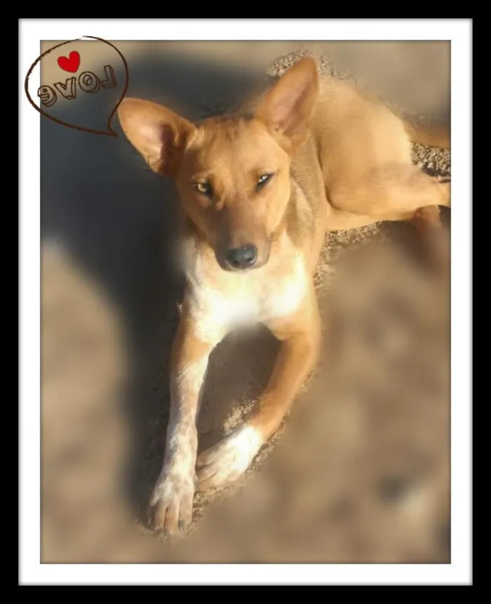 Cachorro ra a SRD idade 2 anos nome Pequeno