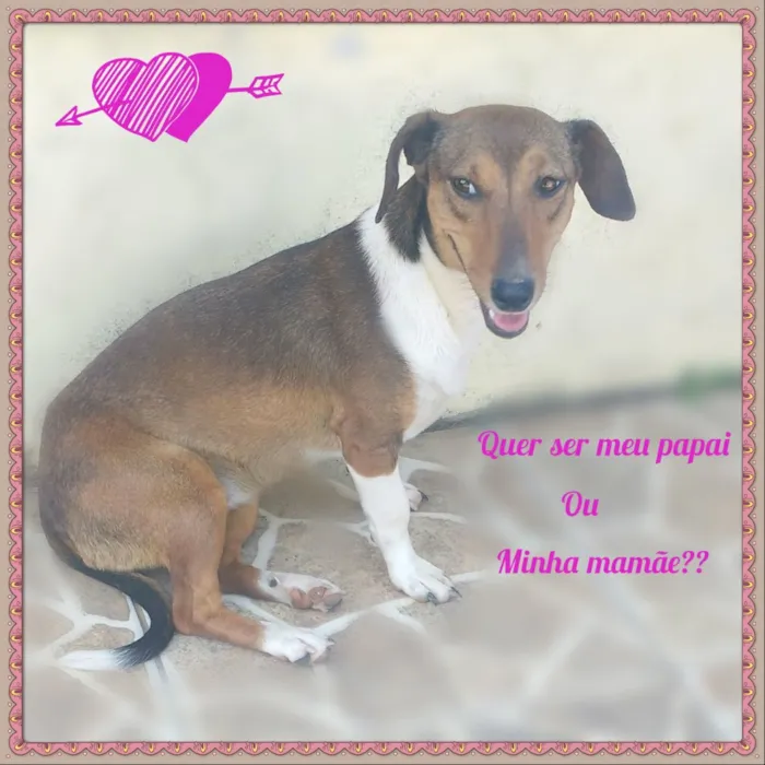 Cachorro ra a SRD idade 2 anos nome Salsicha