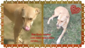 Cachorro raça Pit Mixi idade 7 a 11 meses nome Pit Olhos Verdes