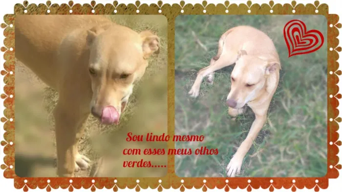 Cachorro ra a Pit Mixi idade 7 a 11 meses nome Pit Olhos Verdes