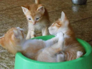 Gato raça SRD idade Abaixo de 2 meses nome sem nome