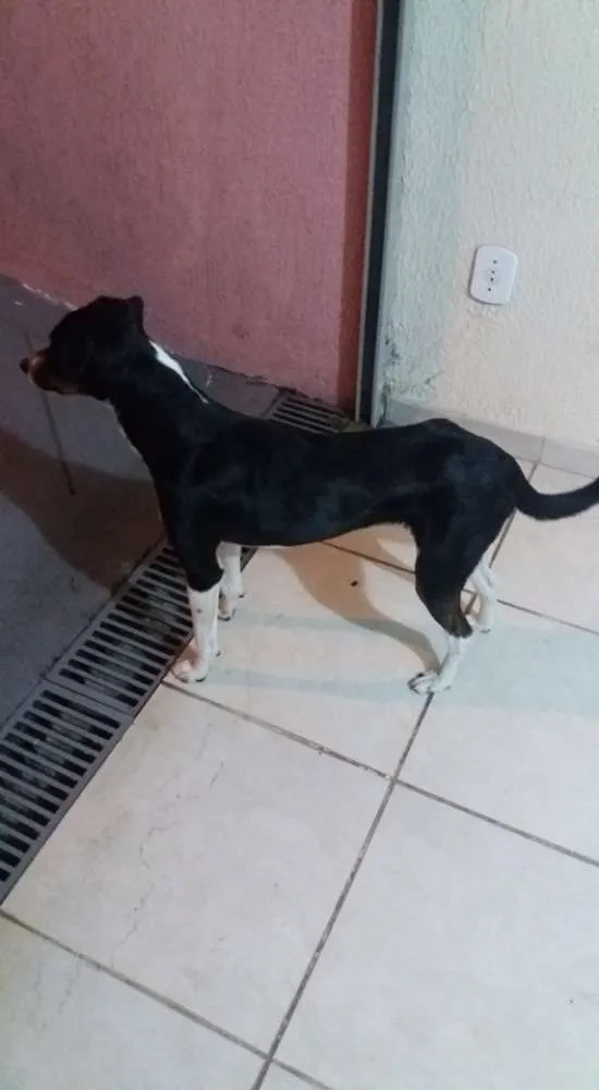 Cachorro ra a SRD idade 2 anos nome Não Tem Nome