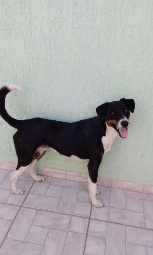 Cachorro ra a SRD idade 2 anos nome Não Tem Nome