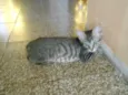 pirulito