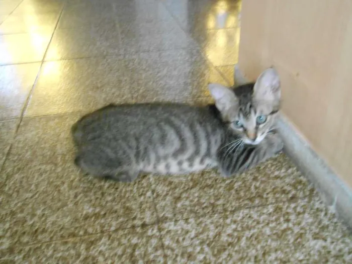 Gato raça srd idade 2 a 6 meses nome pirulito