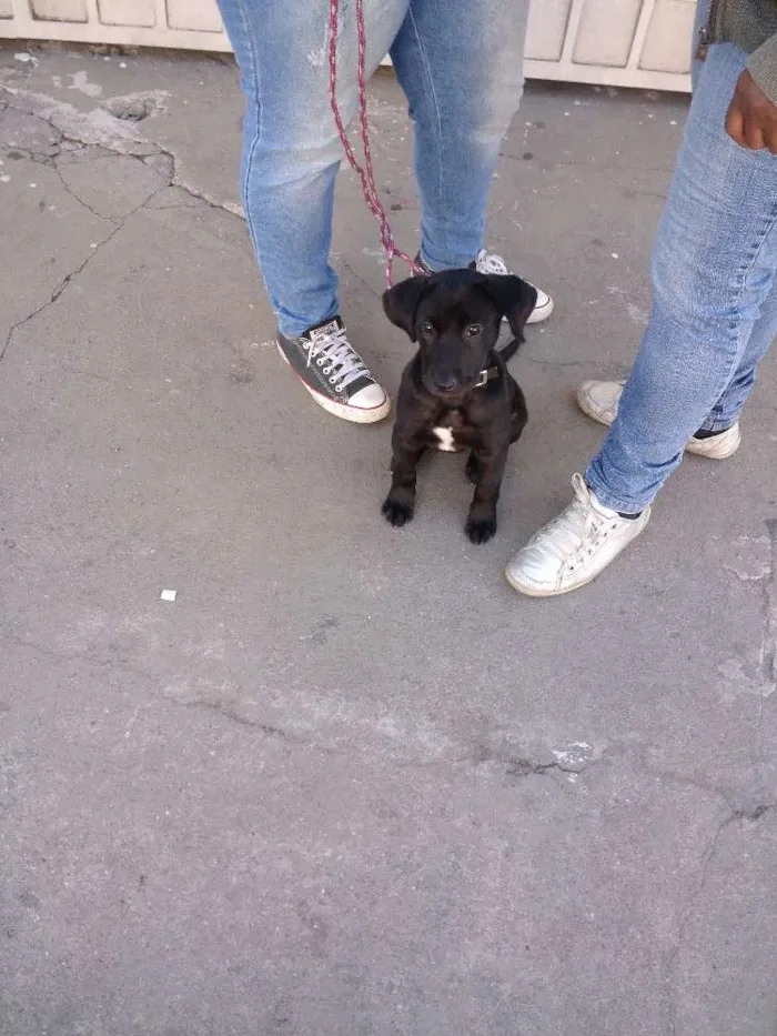 Cachorro ra a Misto de Labrador com Boxer idade 2 a 6 meses nome Hanna