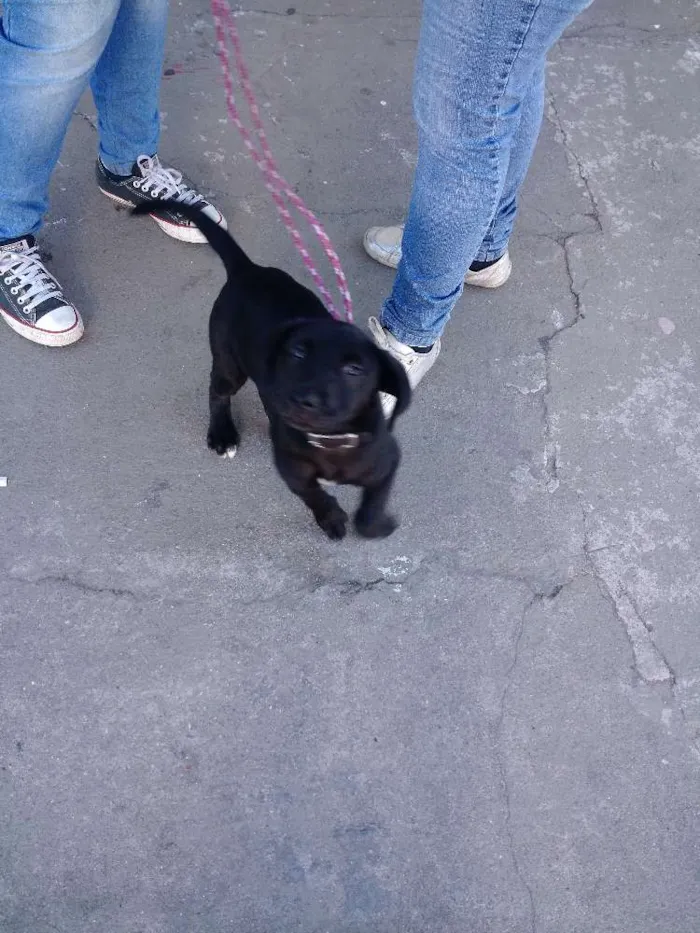 Cachorro ra a Misto de Labrador com Boxer idade 2 a 6 meses nome Hanna