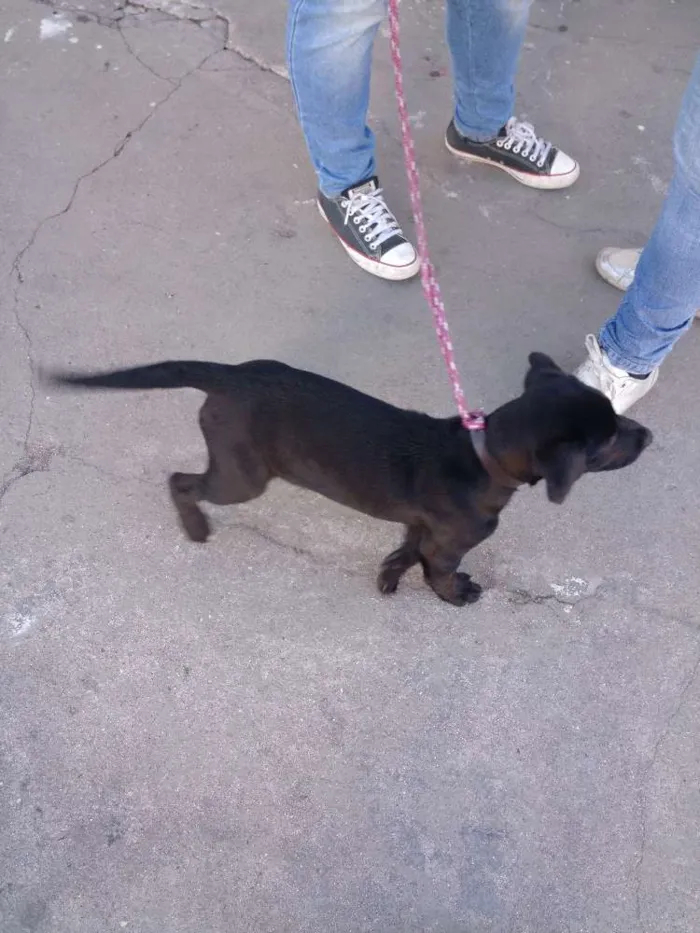 Cachorro ra a Misto de Labrador com Boxer idade 2 a 6 meses nome Hanna