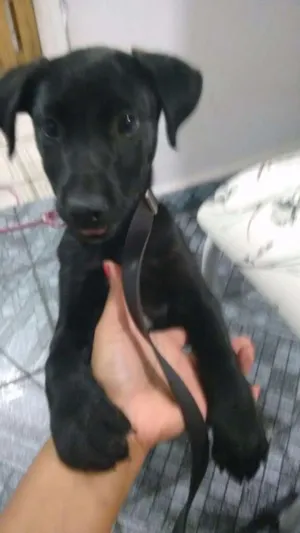 Cachorro raça Misto de Labrador com Boxer idade 2 a 6 meses nome Hanna