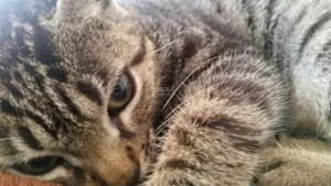 Gato raça sem raça idade 1 ano nome Malene