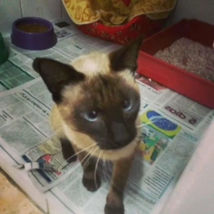 Gato ra a Siamês idade 7 a 11 meses nome Tetéia