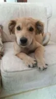 Oliver
