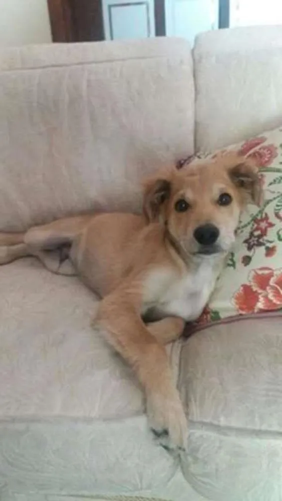 Cachorro ra a SRD idade 2 a 6 meses nome Oliver
