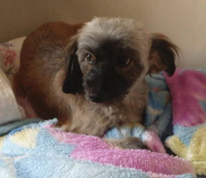 Cachorro ra a mestiça de lhasa idade 1 ano nome Sofia