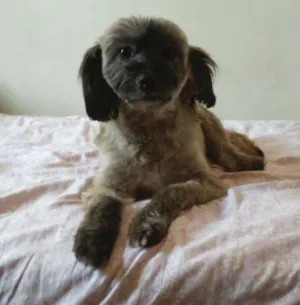 Cachorro raça mestiça de lhasa idade 1 ano nome Sofia
