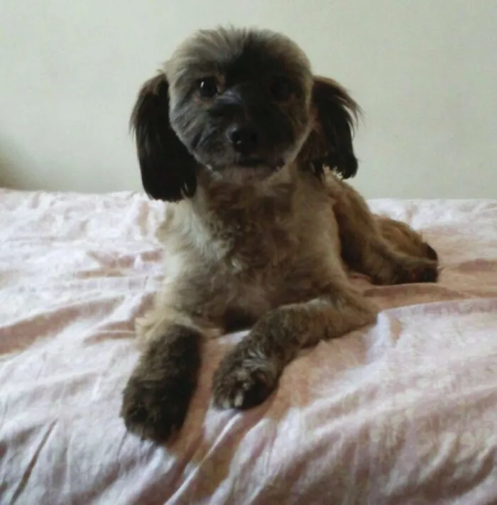 Cachorro ra a mestiça de lhasa idade 1 ano nome Sofia