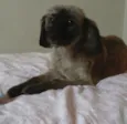 Sofia
