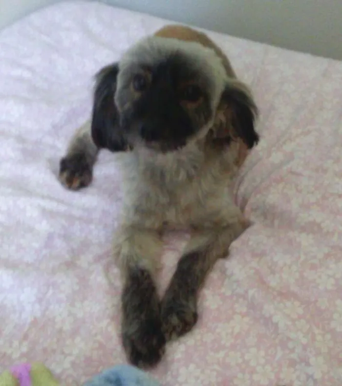 Cachorro ra a mestiça de lhasa idade 1 ano nome Sofia
