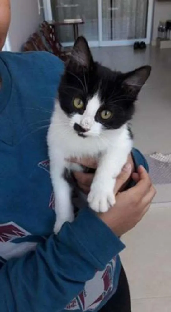 Gato ra a SRD idade 2 a 6 meses nome Boris