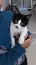 Boris