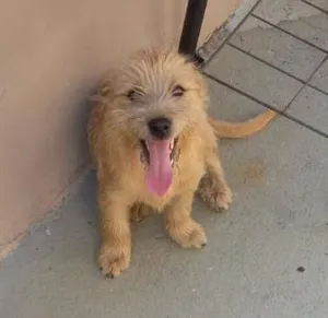 Cachorro raça Indefinido idade 2 a 6 meses nome Sapeca