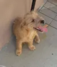 Sapeca