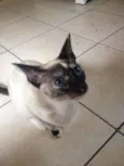 duquesa