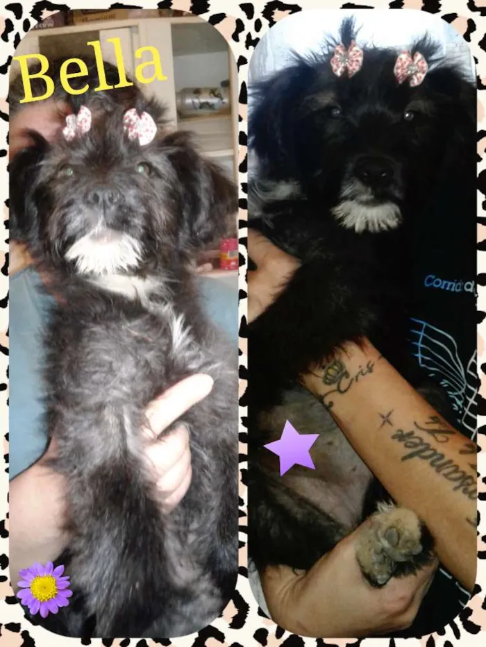 Cachorro ra a Sed idade 2 a 6 meses nome Bella