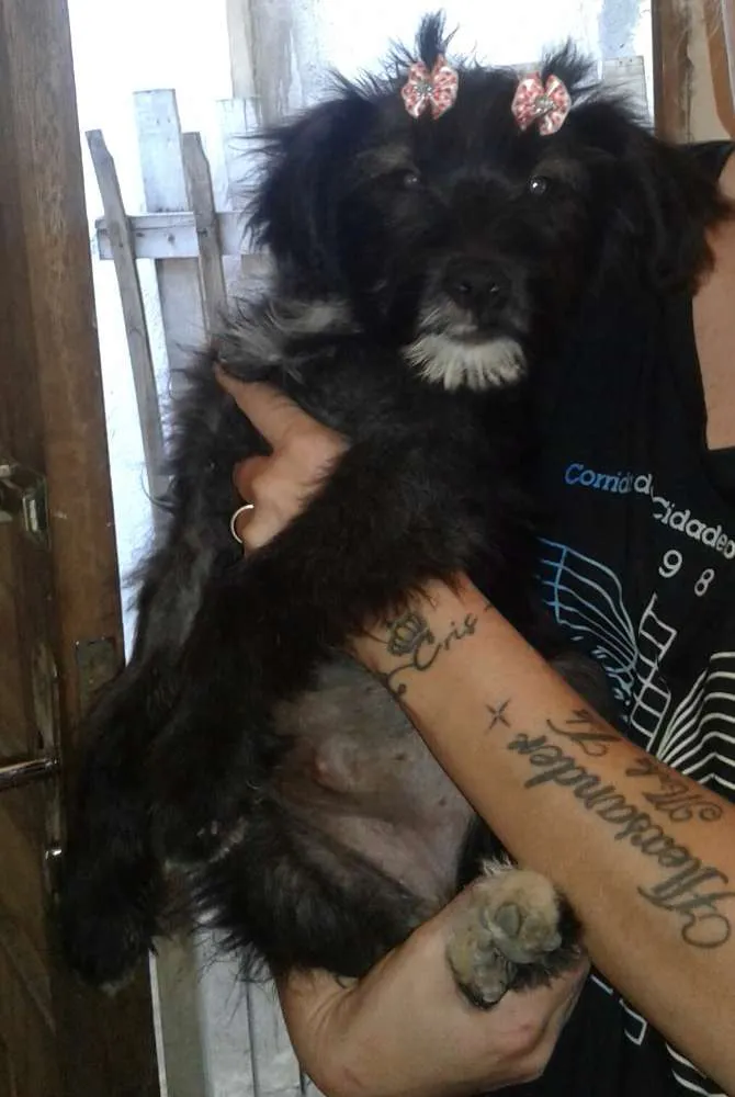 Cachorro ra a Sed idade 2 a 6 meses nome Bella