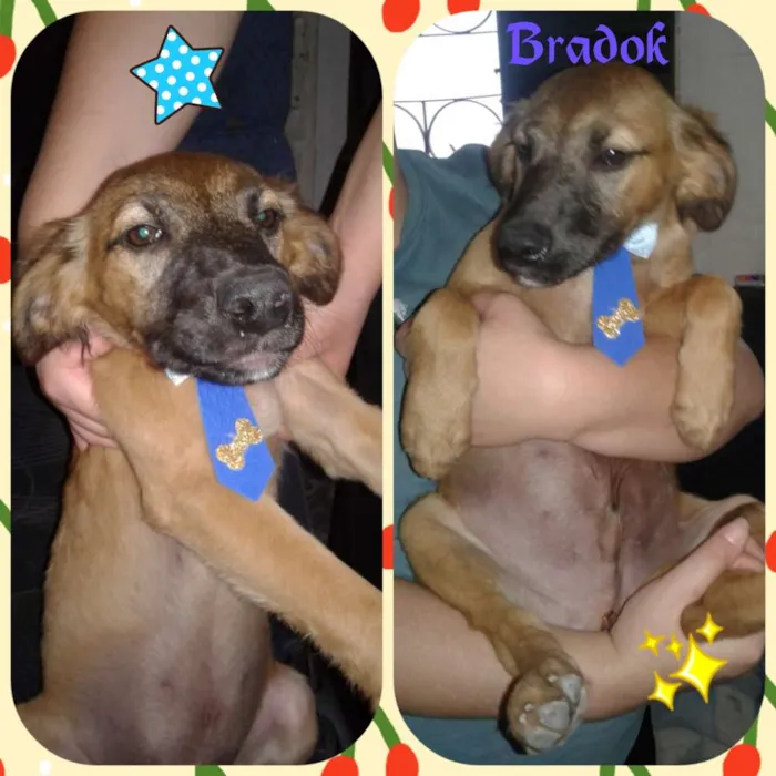 Cachorro ra a Srd idade 2 a 6 meses nome Bradok