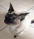 duquesa