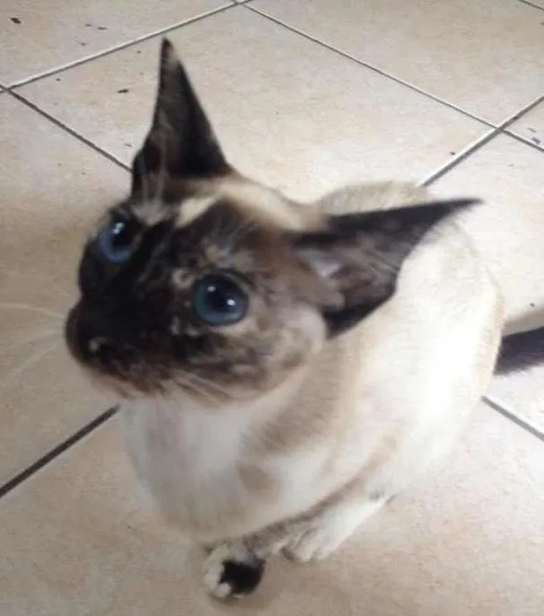 Gato ra a mistura de siamês idade 1 ano nome duquesa