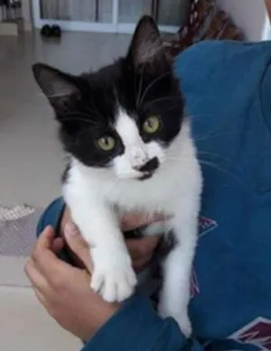 Gato raça SRD idade 2 a 6 meses nome Boris