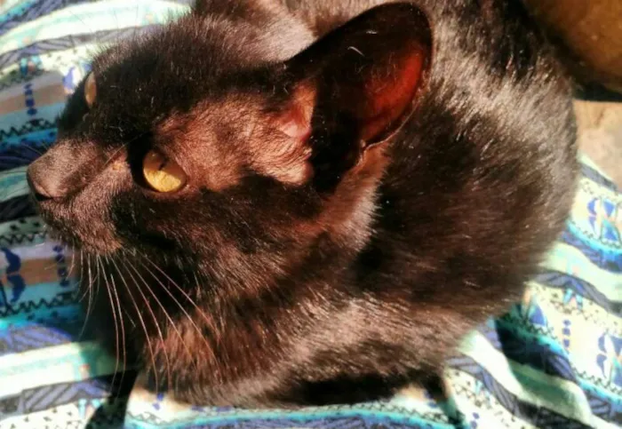 Gato ra a SRD idade 2 a 6 meses nome Will Smith