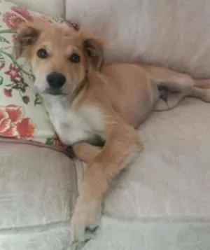 Cachorro raça SRD idade 2 a 6 meses nome Oliver