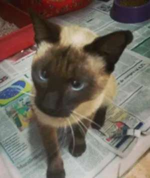 Gato raça Siamês idade 7 a 11 meses nome Tetéia