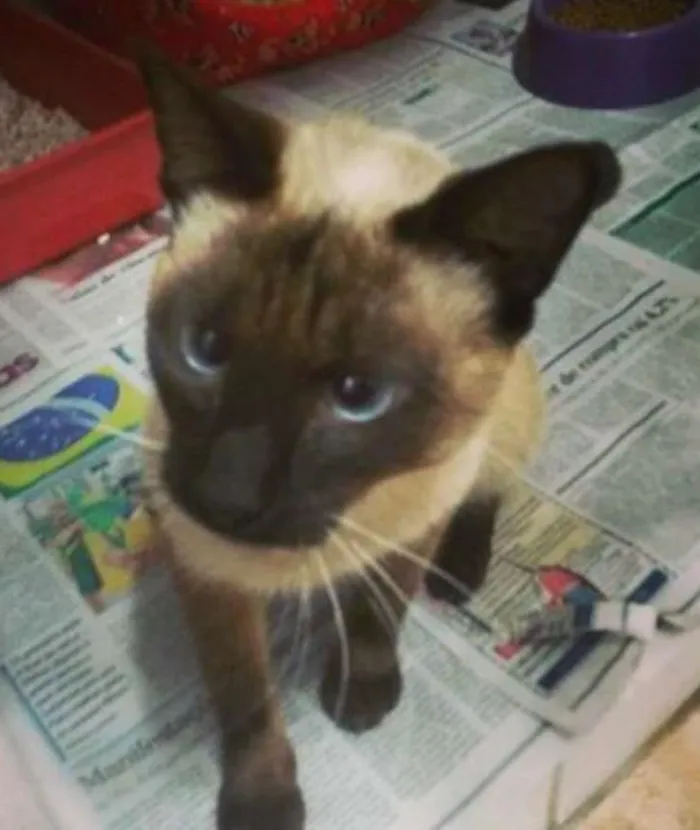 Gato ra a Siamês idade 7 a 11 meses nome Tetéia