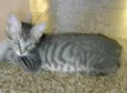 pirulito