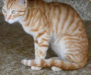 Gato raça srd idade 7 a 11 meses nome leão