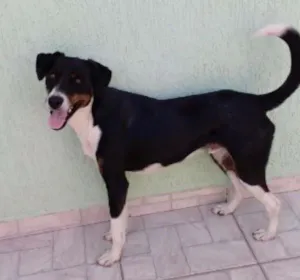 Cachorro raça SRD idade 2 anos nome Não Tem Nome
