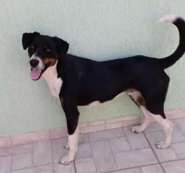 Cachorro ra a SRD idade 2 anos nome Não Tem Nome