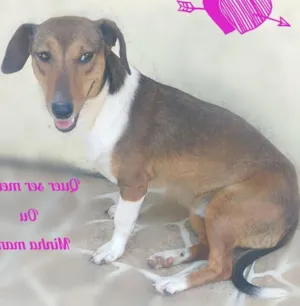 Cachorro raça SRD idade 2 anos nome Salsicha