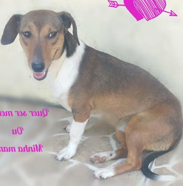 Cachorro ra a SRD idade 2 anos nome Salsicha